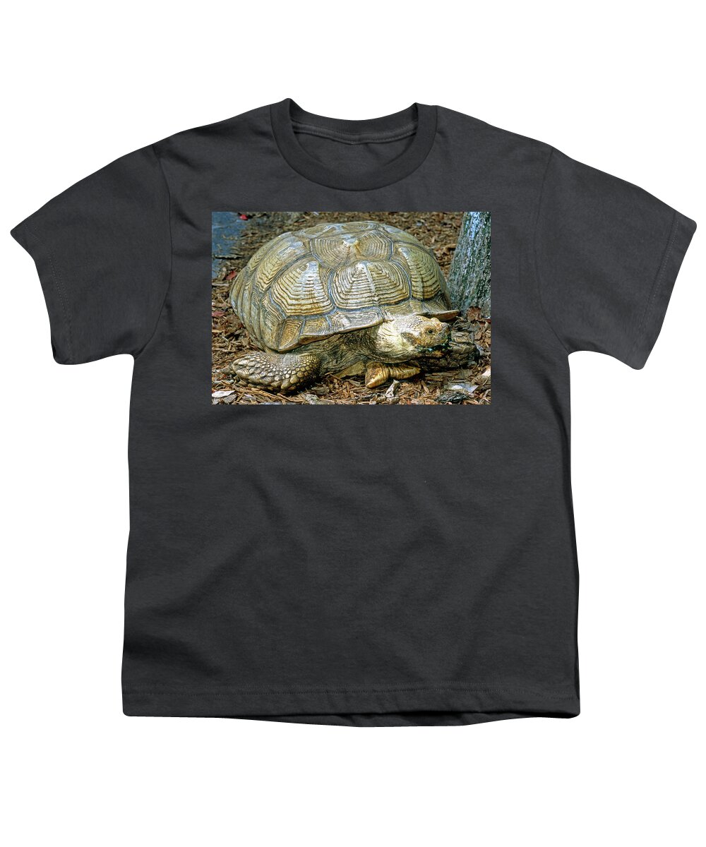 African Spurred Tortoise Youth T-Shirt featuring the photograph African Spurred Tortoise #3 by Millard H. Sharp