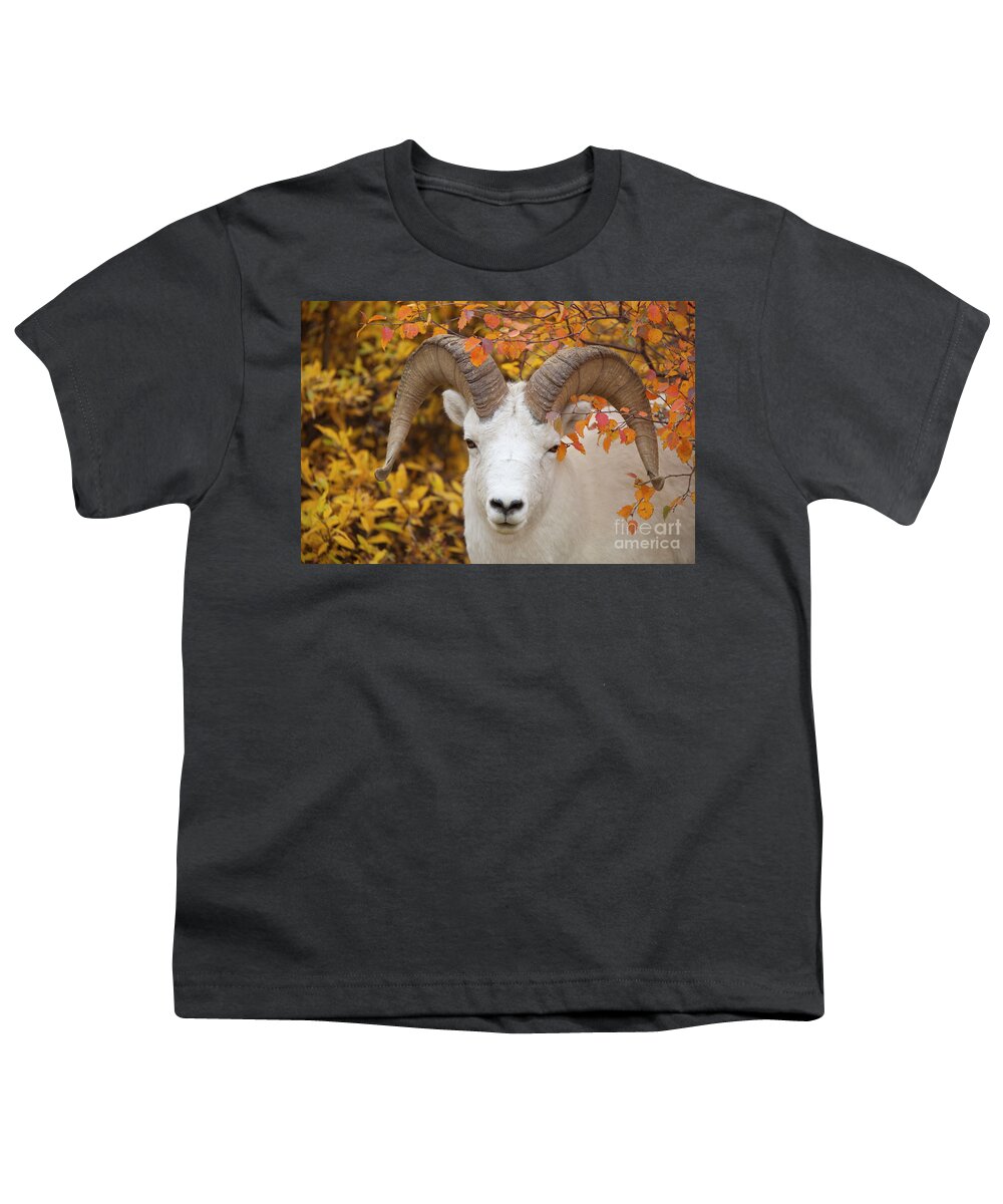 00440934 Youth T-Shirt featuring the photograph Dalls Sheep Ram in Denali by Yva Momatiuk John Eastcott