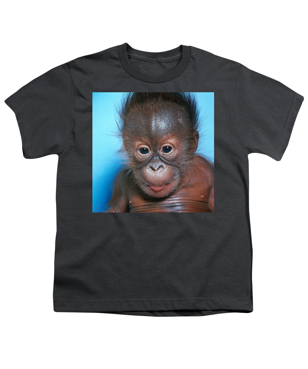 Animal Youth T-Shirt featuring the photograph Orangutan Pongo Pygmaeus Baby by Toni Angermayer