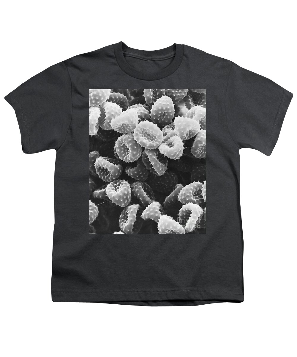 Science Youth T-Shirt featuring the photograph Ragweed Pollen Sem #4 by David M. Phillips / The Population Council