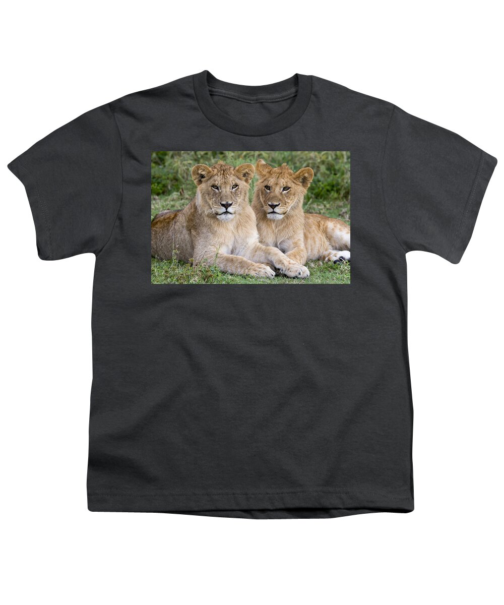 Nis Youth T-Shirt featuring the photograph African Lion Juvenile Males Serengeti by Erik Joosten