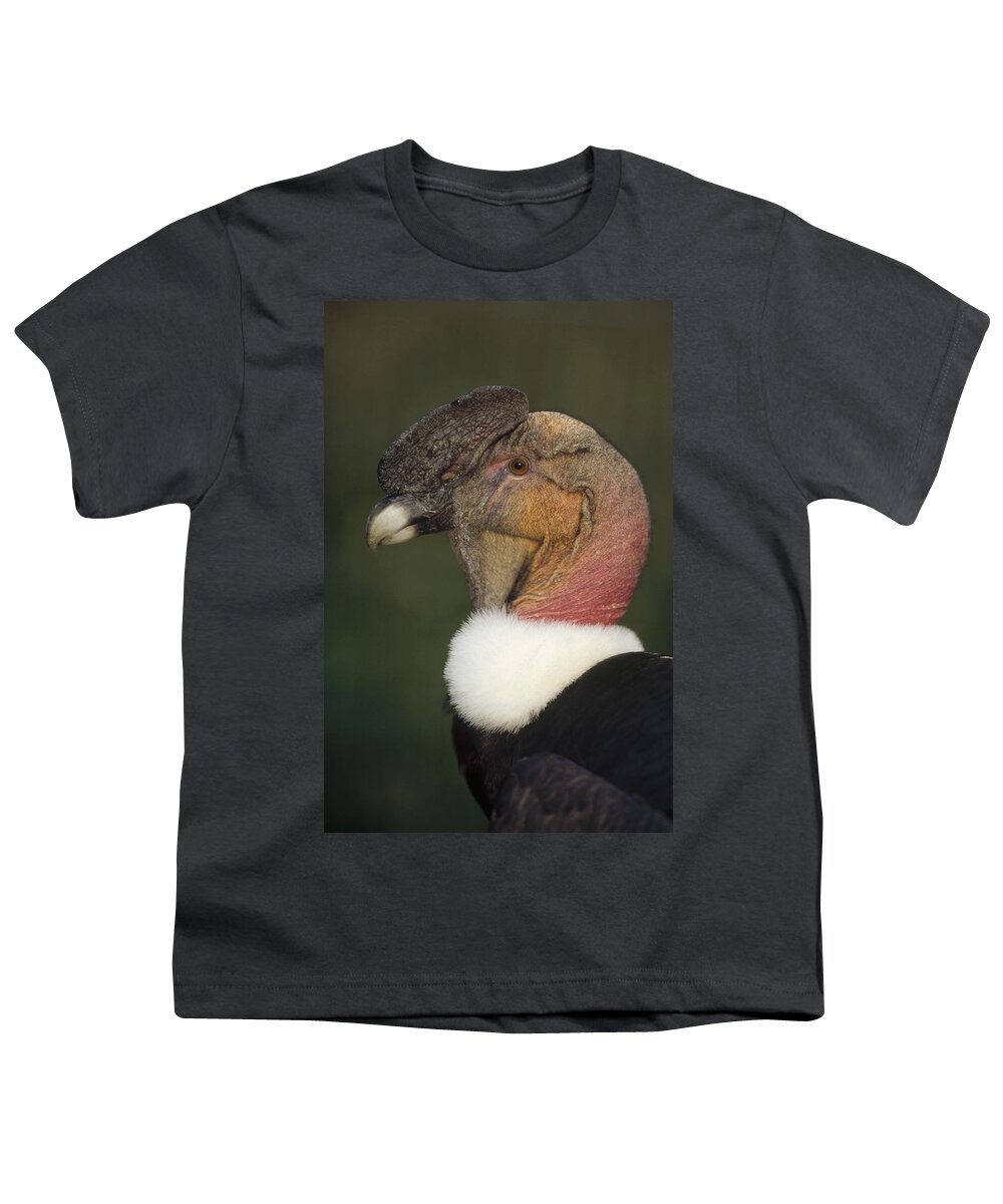 Feb0514 Youth T-Shirt featuring the photograph Andean Condor Flushing Brightly Ecuador by Tui De Roy