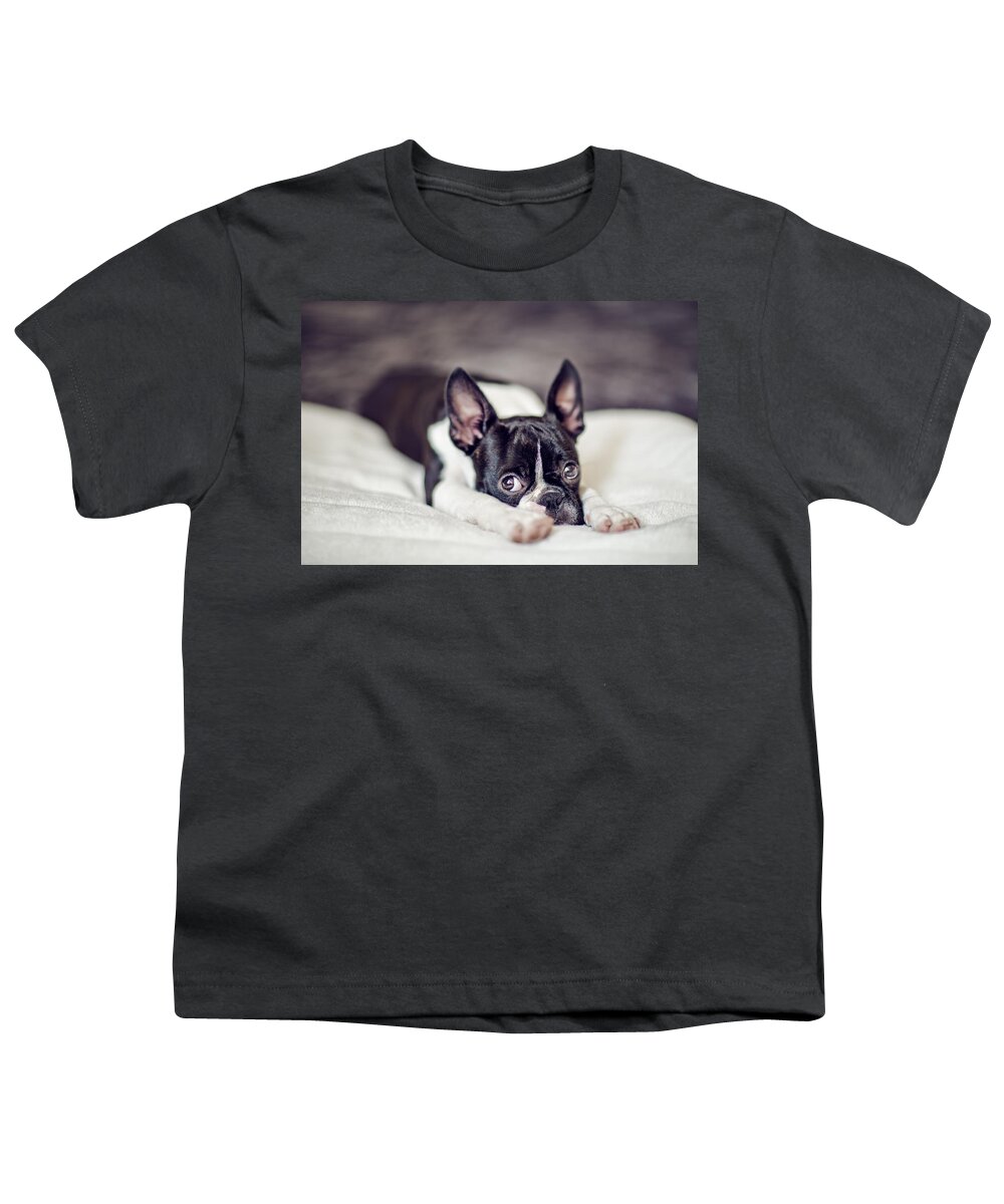 Cute Youth T-Shirt featuring the photograph Boston Terrier Puppy by Nailia Schwarz