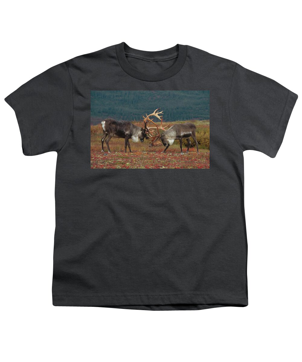 00600020 Youth T-Shirt featuring the photograph Caribou Males Sparring by Matthias Breiter
