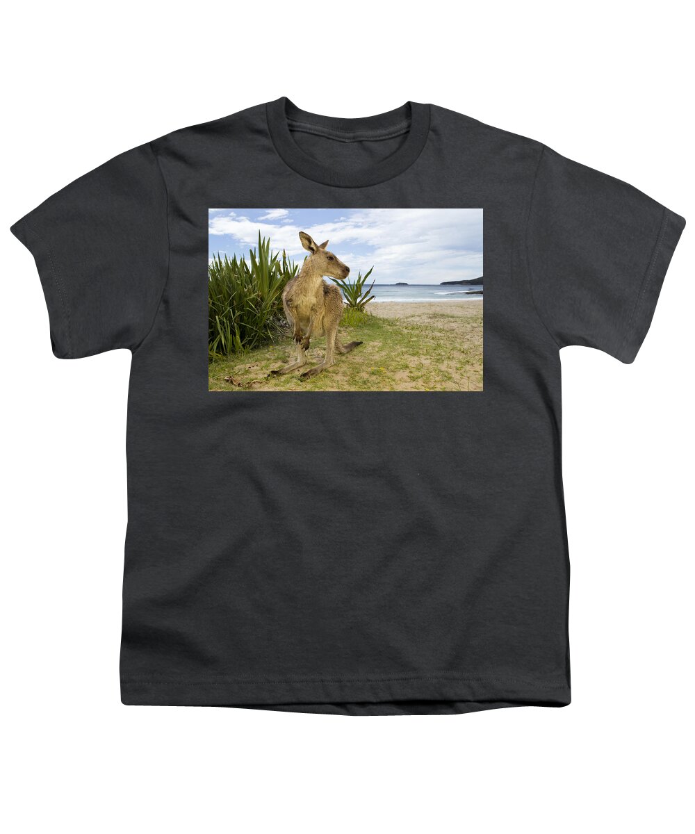 Sebastian Kennerknecht Youth T-Shirt featuring the photograph Eastern Grey Kangaroo Pebbly Beach by Sebastian Kennerknecht