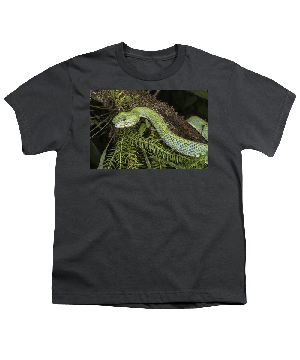 Pete Oxford Youth T-Shirt featuring the photograph Eyelash Viper Smile by Pete Oxford