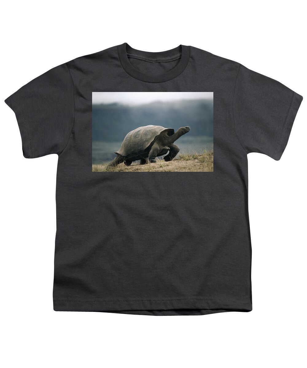 Feb0514 Youth T-Shirt featuring the photograph Galapagos Giant Tortoise Male Alcedo by Tui De Roy