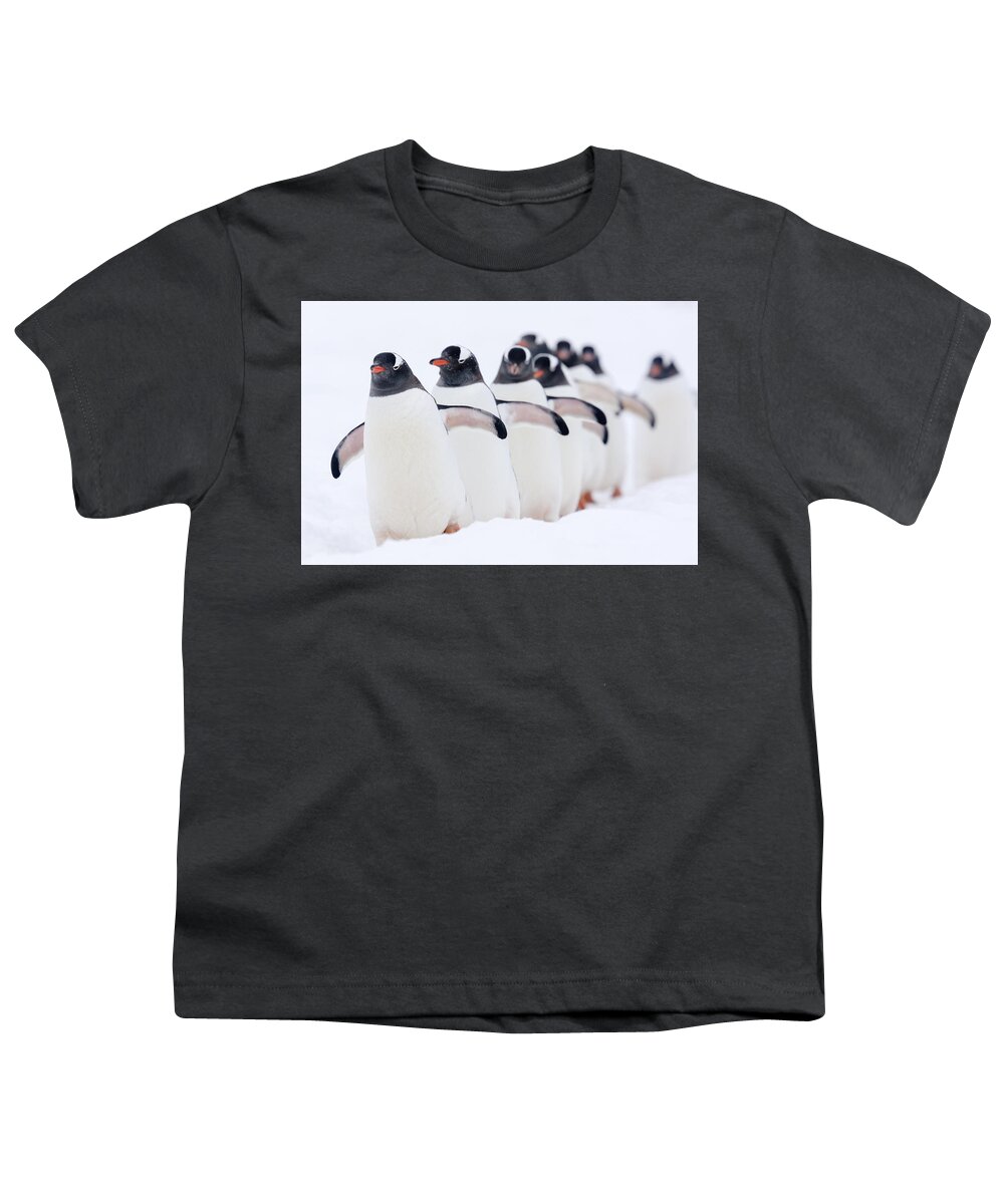 Nis Youth T-Shirt featuring the photograph Gentoo Penguins In Line Cuverville by Alex Huizinga