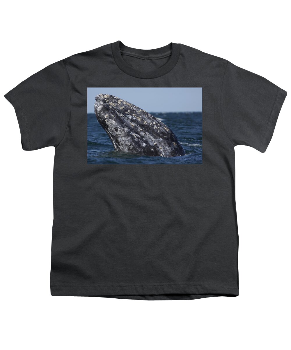 Feb0514 Youth T-Shirt featuring the photograph Gray Whale Spyhopping San Ignacio Lagoon by Hiroya Minakuchi