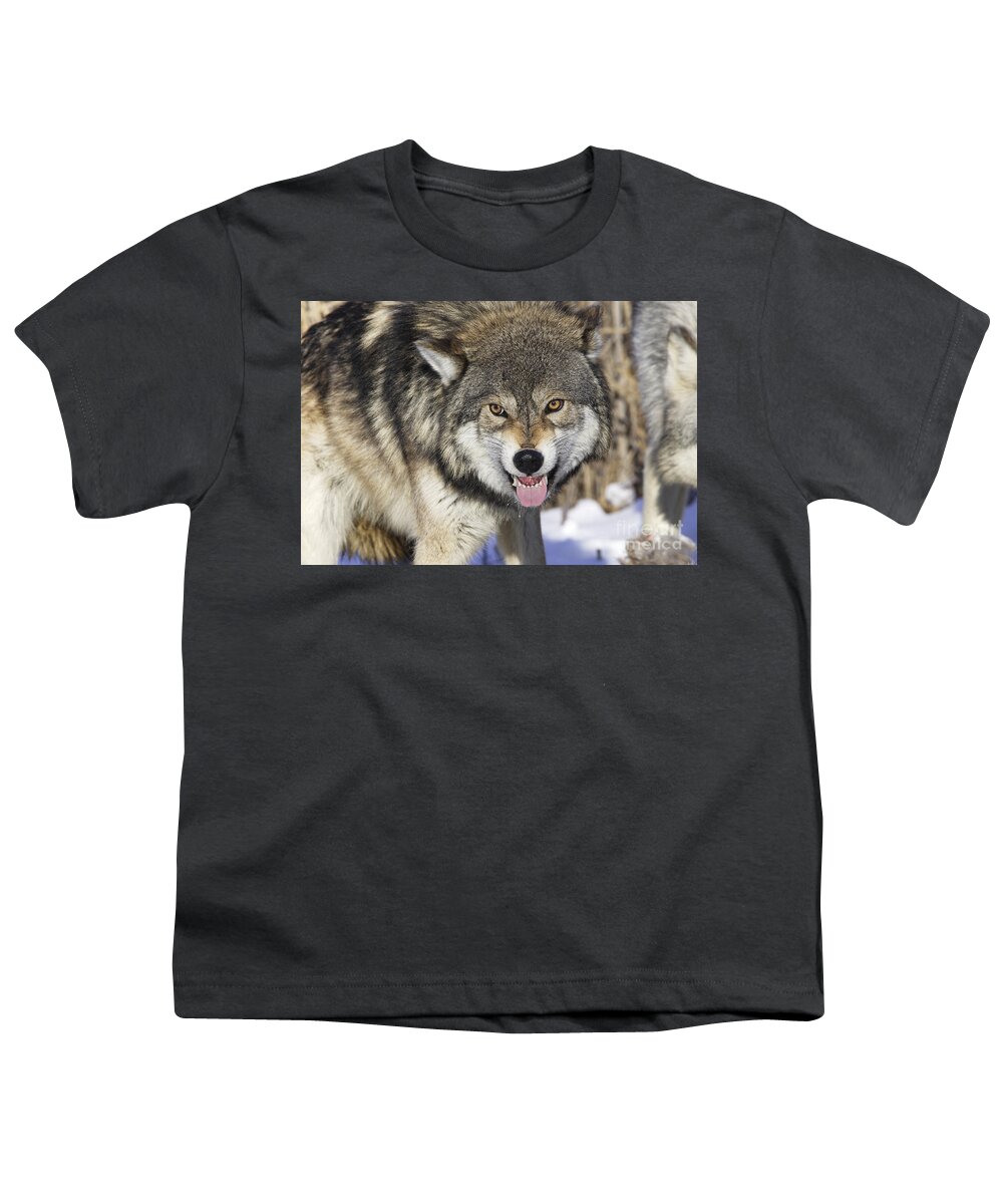 Wolf Youth T-Shirt featuring the photograph Gray Wolf, Canis Lupus by M. Watson