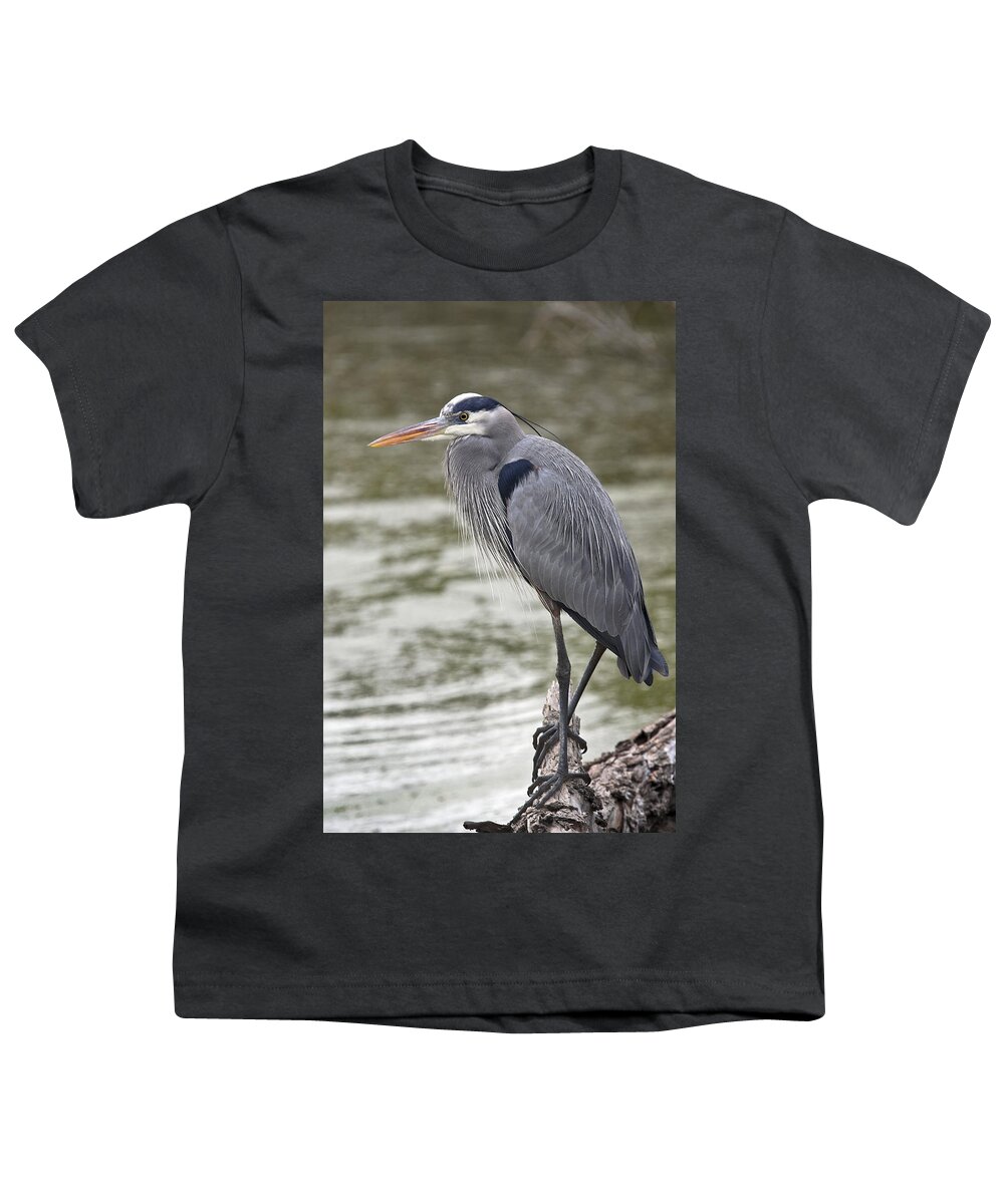 Ardea Herodias Youth T-Shirt featuring the photograph Great Blue Heron by Paul Riedinger
