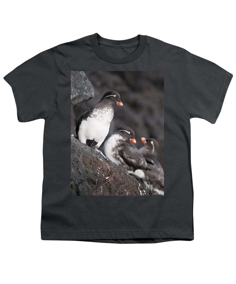 View Youth T-Shirt featuring the photograph Group Of Parakeet Auklets, St. Paul by John Gibbens