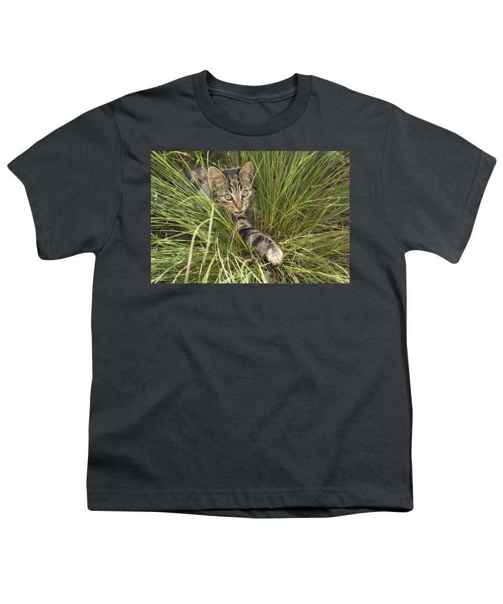 Feb0514 Youth T-Shirt featuring the photograph House Cat Hunting In Grass Germany by Konrad Wothe