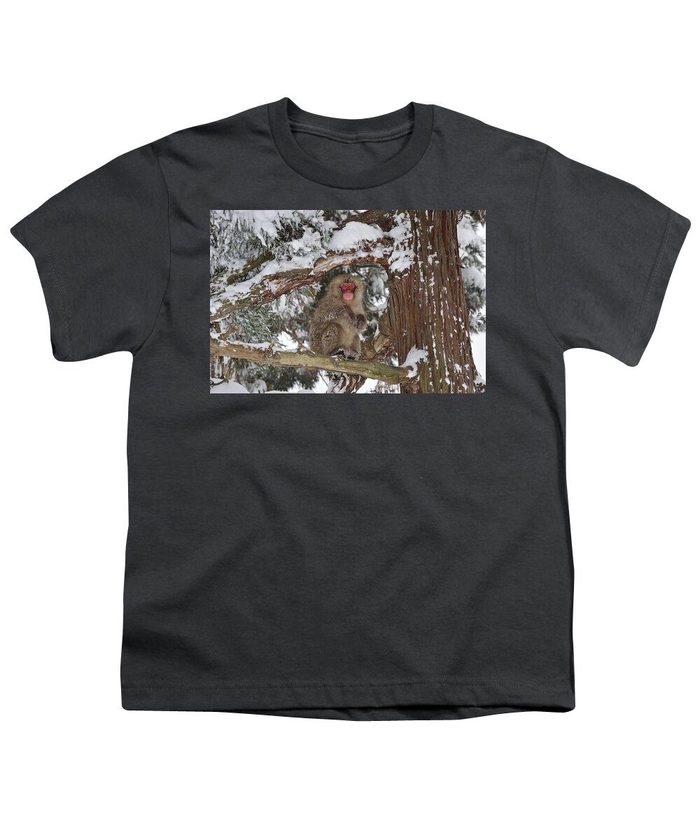 Thomas Marent Youth T-Shirt featuring the photograph Japanese Macaque In Tree Jigokudani by Thomas Marent