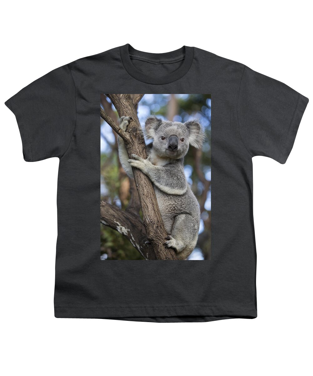 Feb0514 Youth T-Shirt featuring the photograph Koala Male Australia by Suzi Eszterhas
