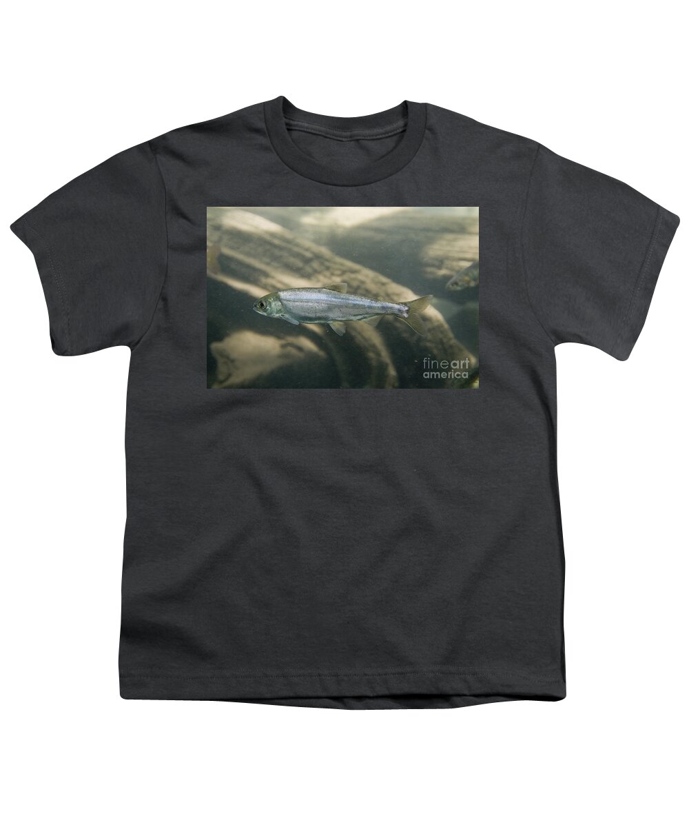 Kokanee Salmon Youth T-Shirt featuring the photograph Kokanee Salmon Smolt by William H. Mullins