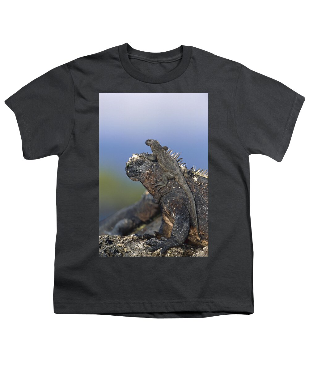 Feb0514 Youth T-Shirt featuring the photograph Marine Iguana Hatchling Basking Atop by Tui De Roy