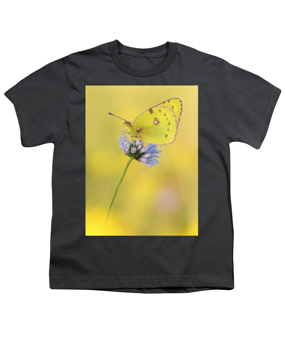 Nis Youth T-Shirt featuring the photograph Pale Clouded Yellow Butterfly On Flower by Arik Siegel