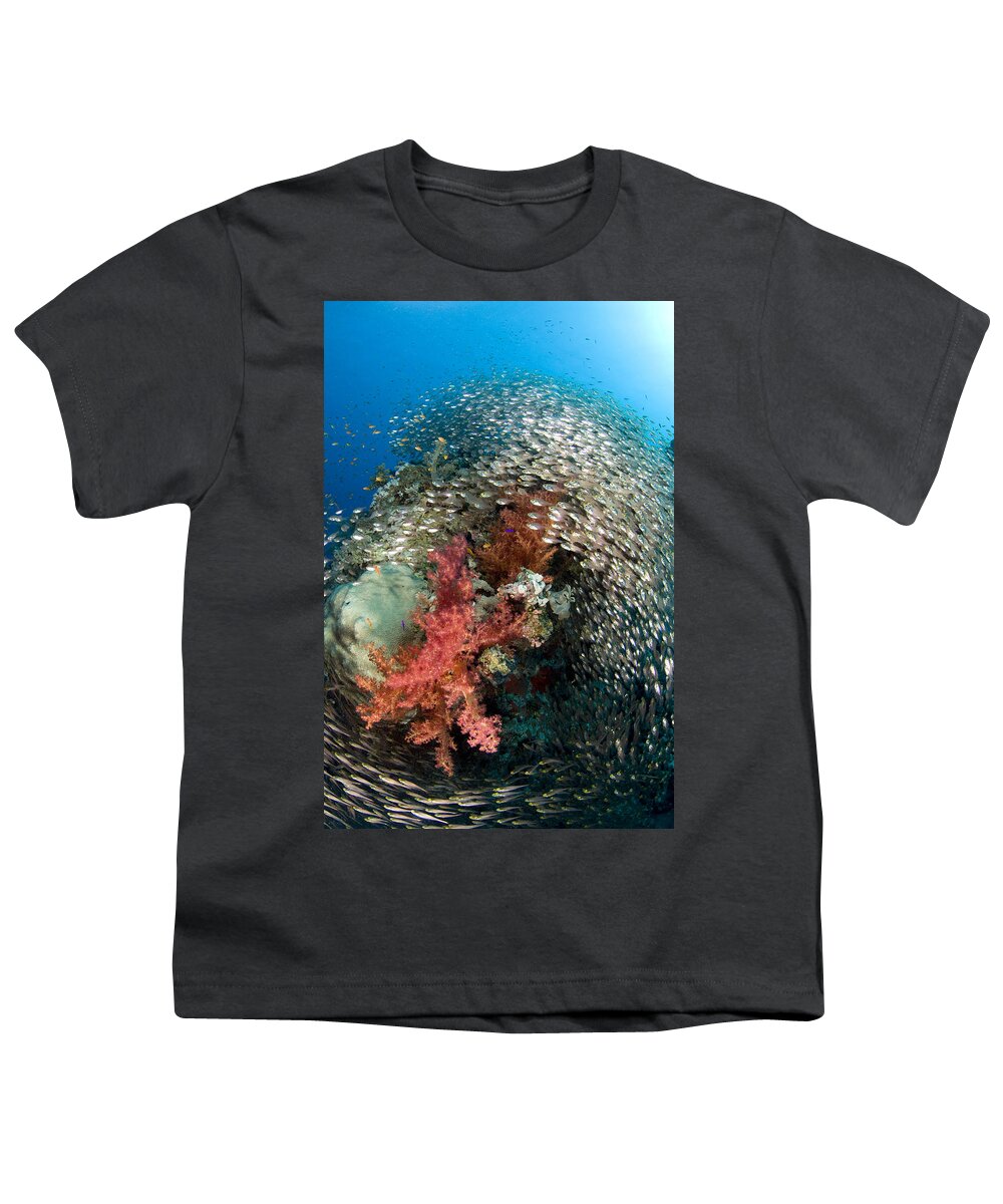 Nis Youth T-Shirt featuring the photograph Pygmy Sweeper School Red Sea Egypt by Dray van Beeck