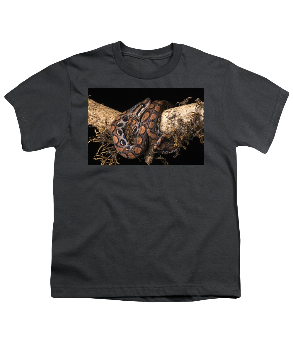 Pete Oxford Youth T-Shirt featuring the photograph Rainbow Boa Juvenile by Pete Oxford