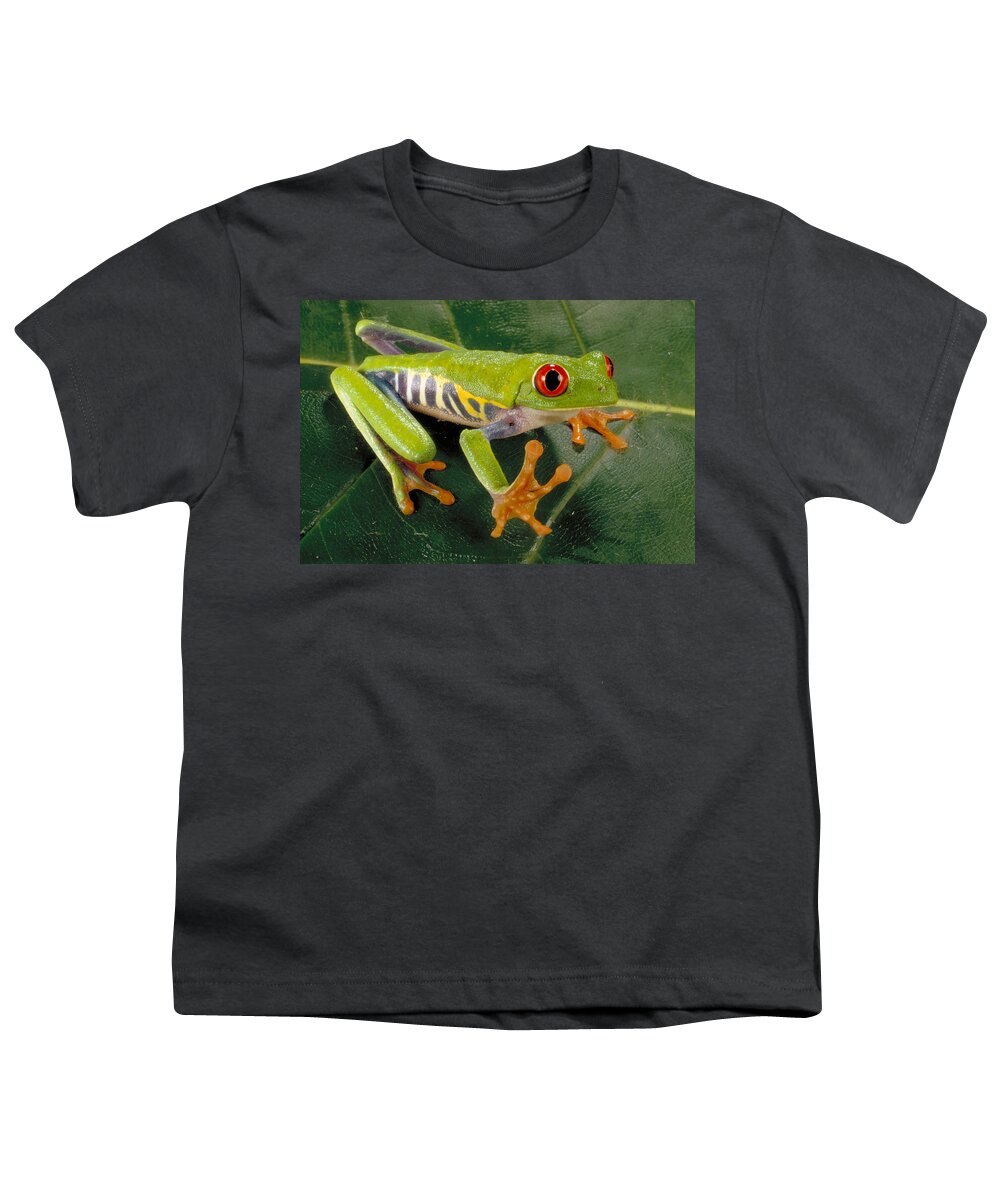 A Callidryas Youth T-Shirt featuring the photograph Red Eyed Tree Frog by Paul Zahl