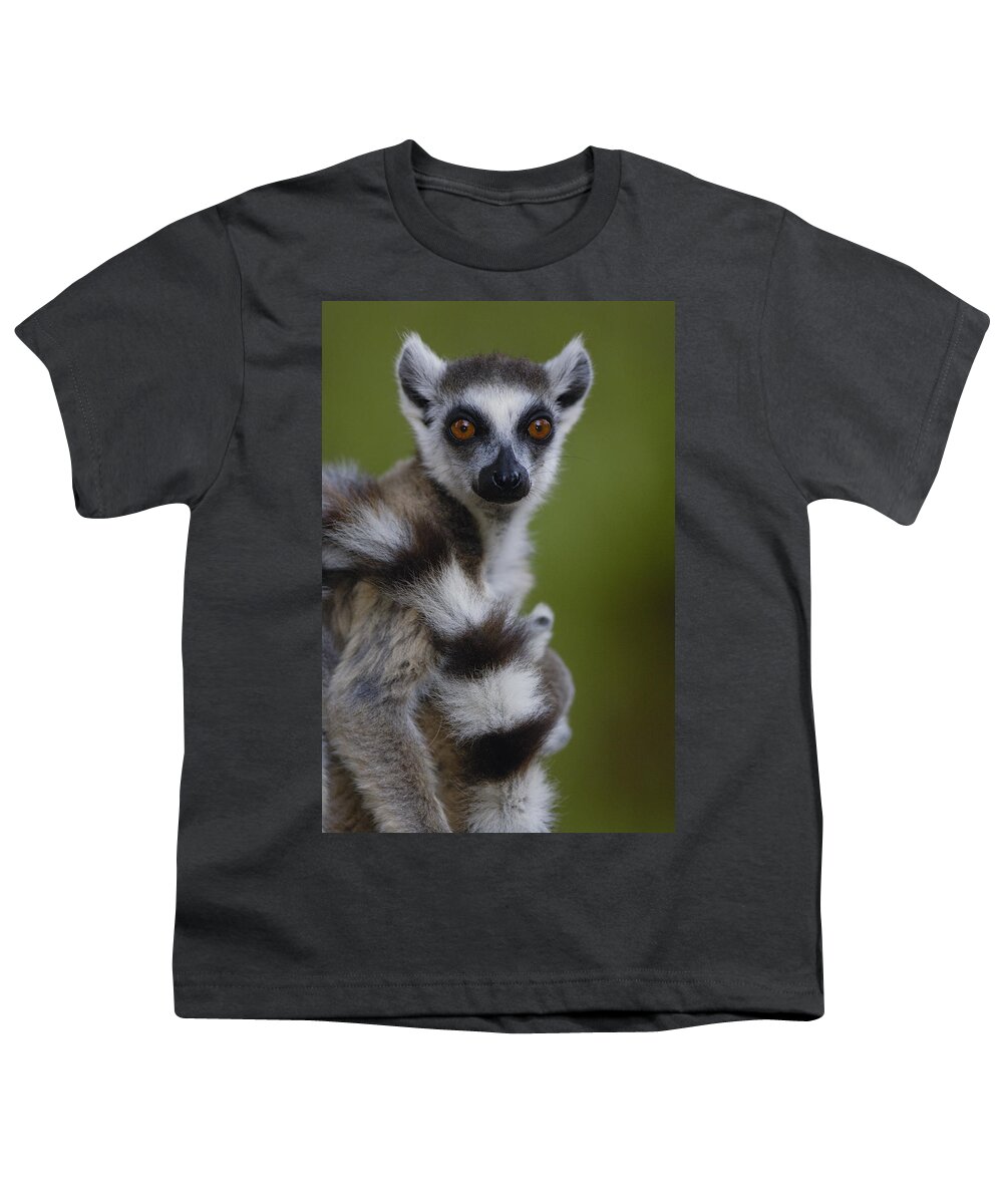 Feb0514 Youth T-Shirt featuring the photograph Ring-tailed Lemur Portrait Berenty by Pete Oxford