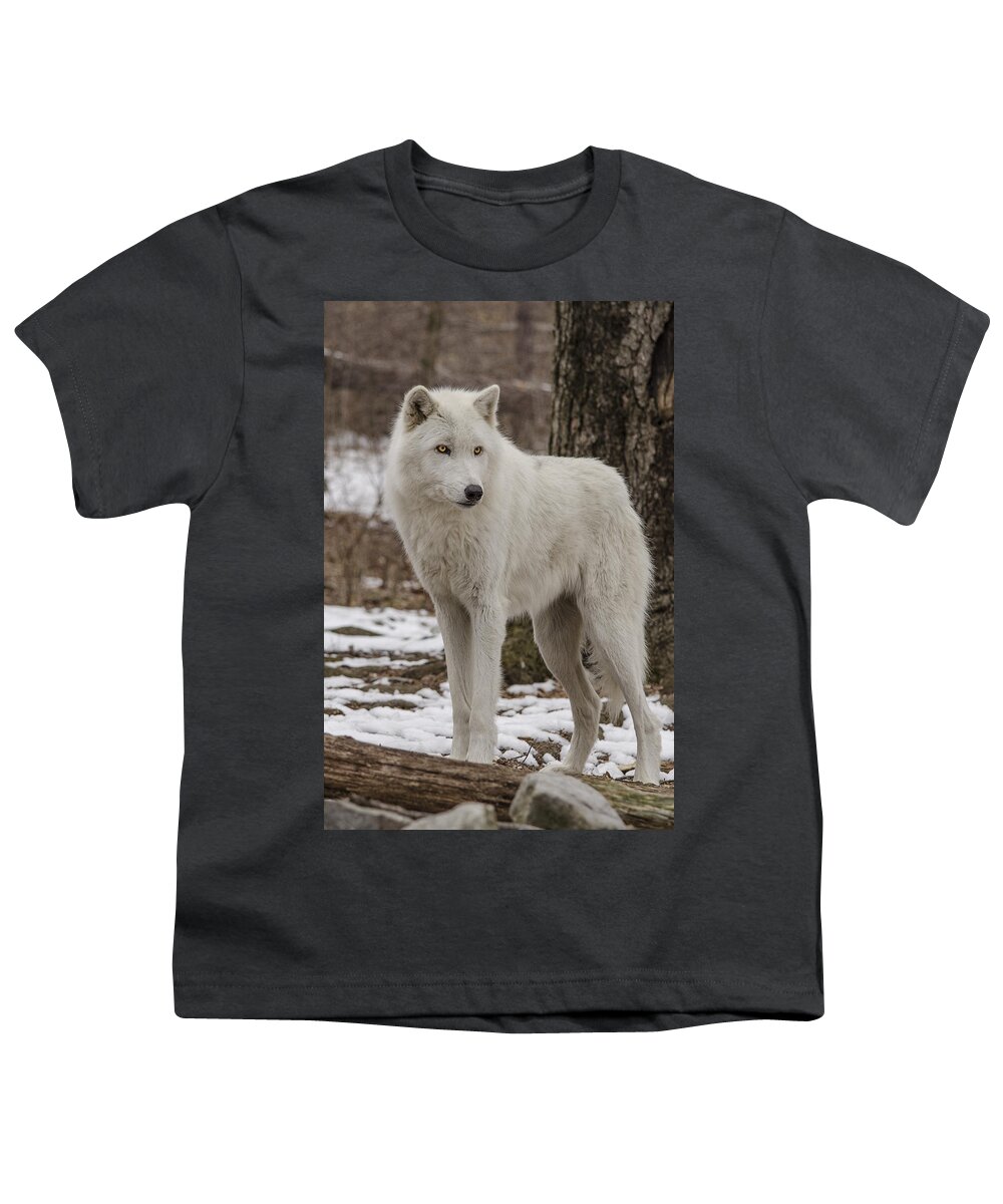 Artic Wolf Youth T-Shirt featuring the photograph Standing Wolf by GeeLeesa Productions