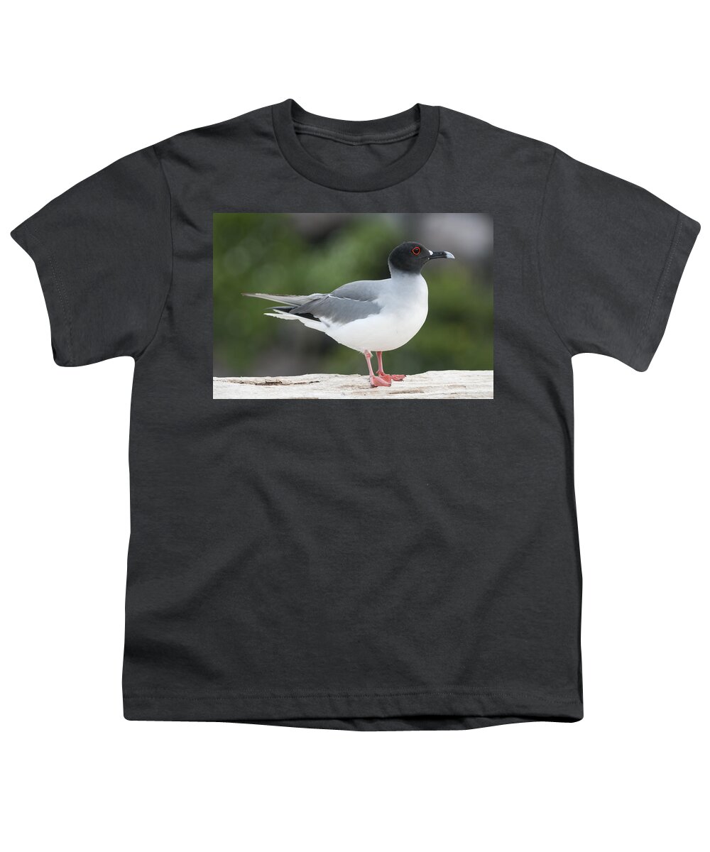 531756 Youth T-Shirt featuring the photograph Swallow-tailed Gull Galapagos by Tui De Roy