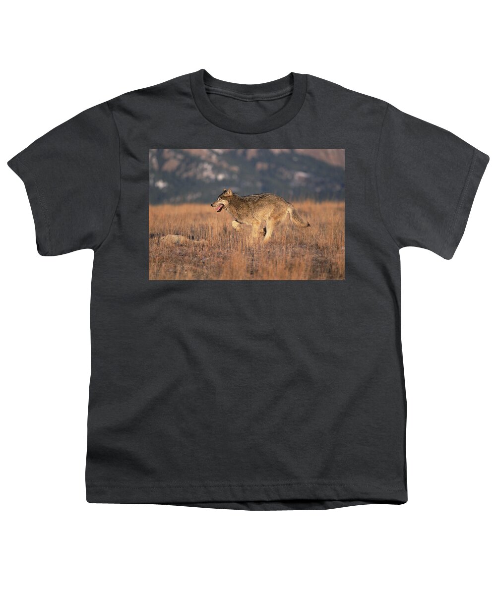 Feb0514 Youth T-Shirt featuring the photograph Timber Wolf Running Colorado by Konrad Wothe