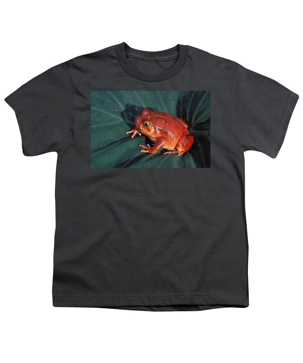 Frog Youth T-Shirt featuring the photograph Tomato Frog by Nigel Dennis