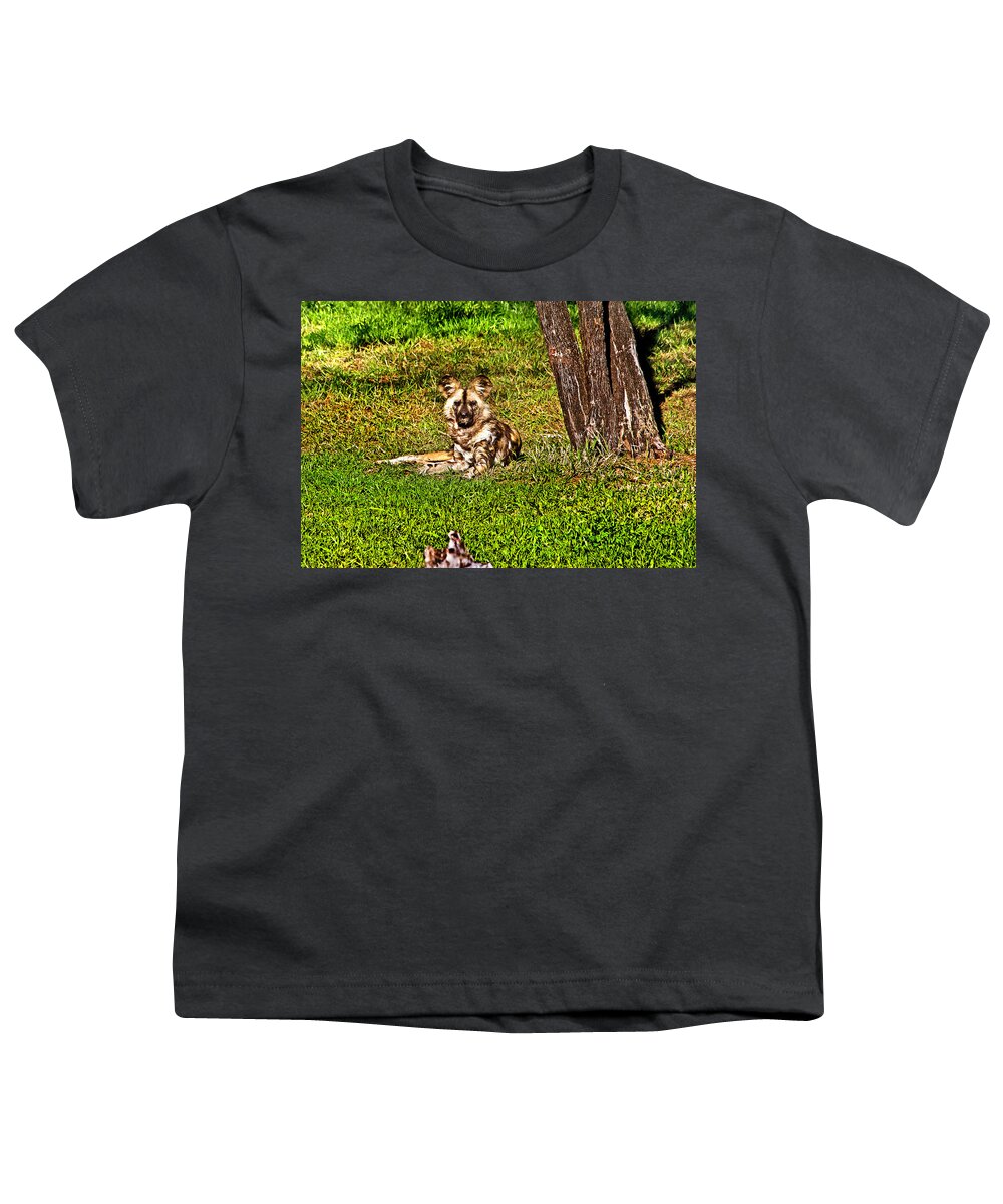 African Wild Dog Dubbo Zoo Youth T-Shirt featuring the photograph Waching you by Miroslava Jurcik