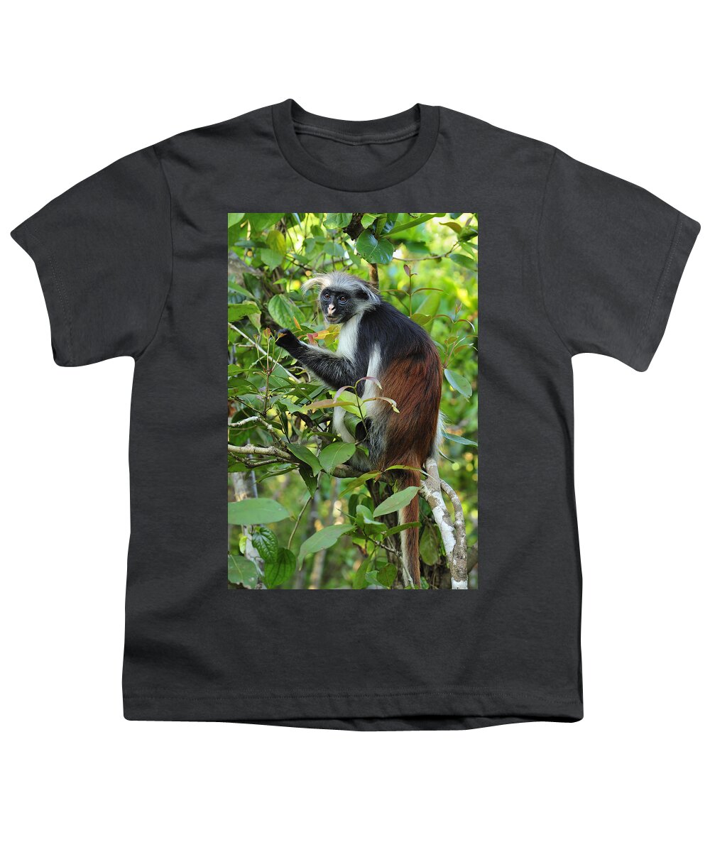 Thomas Marent Youth T-Shirt featuring the photograph Zanzibar Red Colobus In Tree Jozani by Thomas Marent