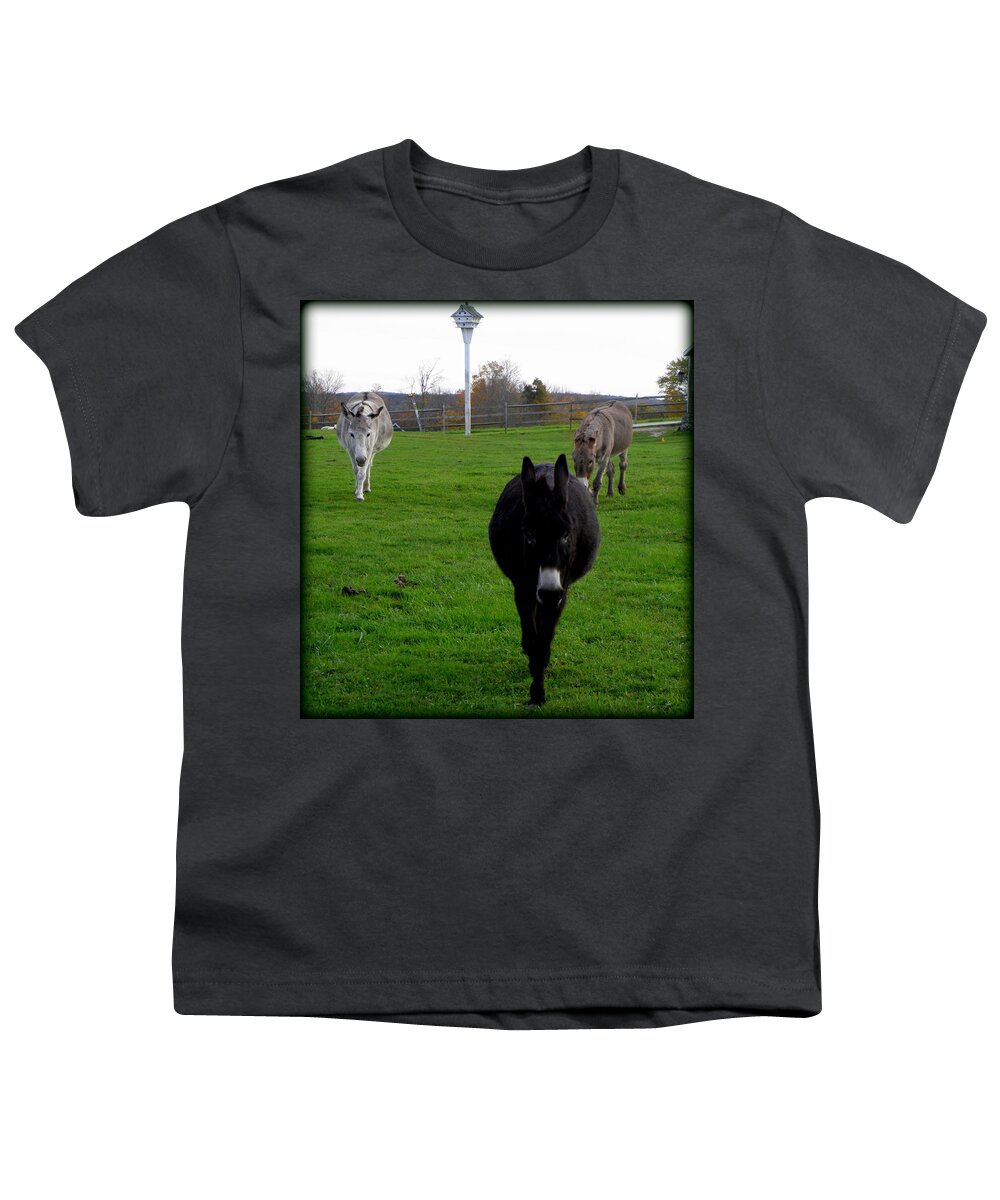 Donkeys Youth T-Shirt featuring the photograph 3 Little Donkeys by Kim Galluzzo