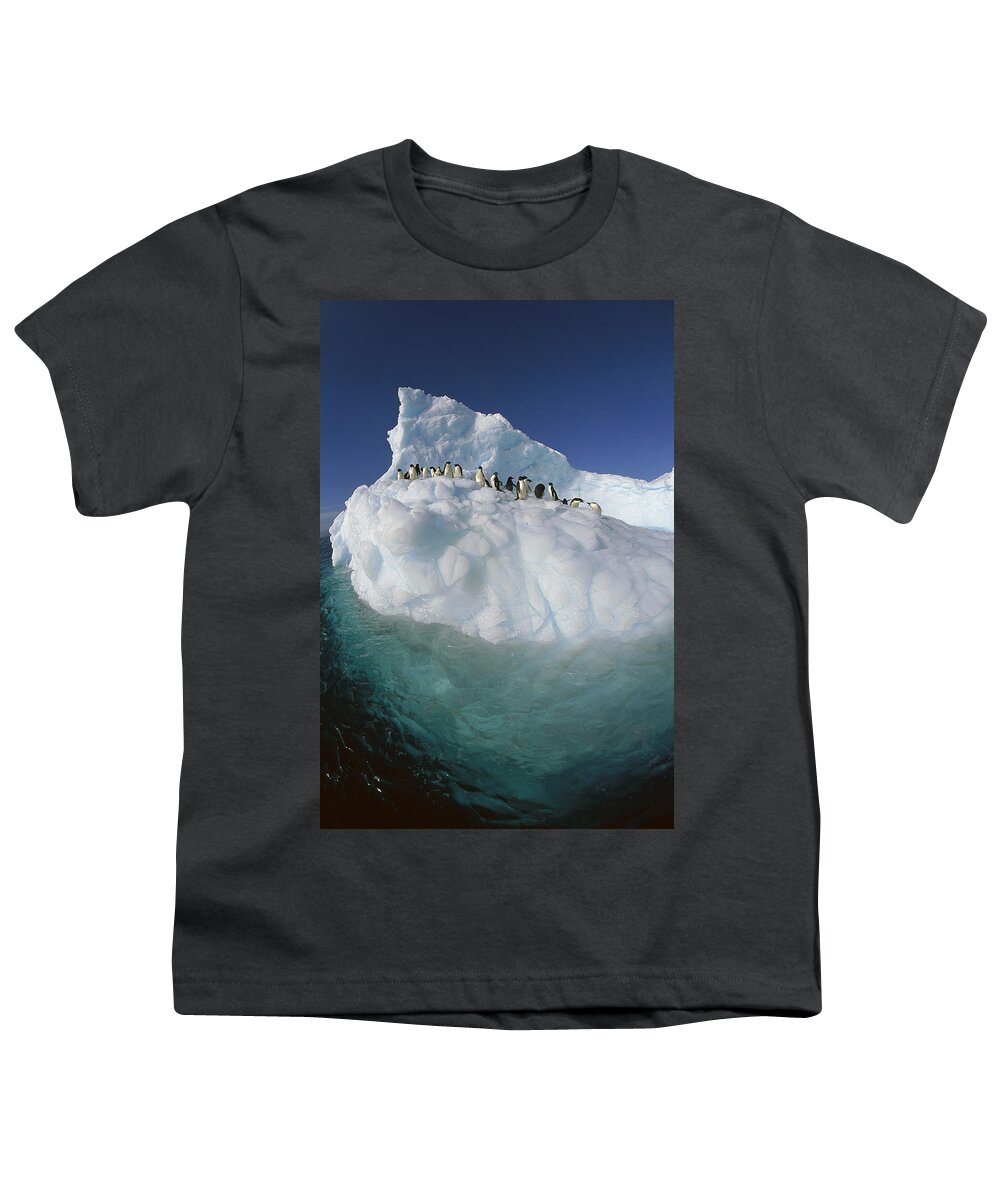 Hhh Youth T-Shirt featuring the photograph Adelie Penguin Pygoscelis Adeliae Group #4 by Colin Monteath