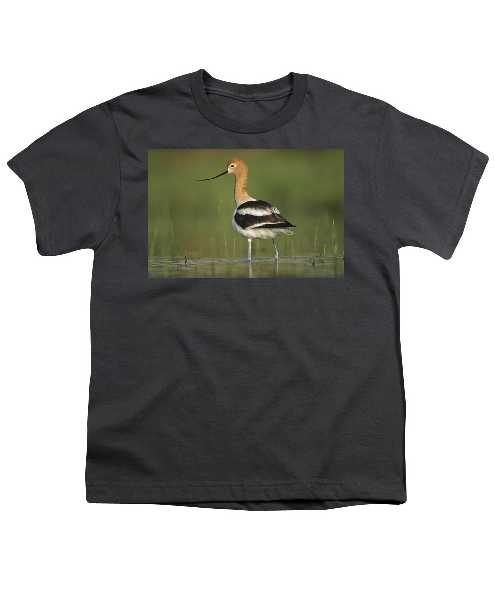 00171482 Youth T-Shirt featuring the photograph American Avocet In Breeding Plumage by Tim Fitzharris