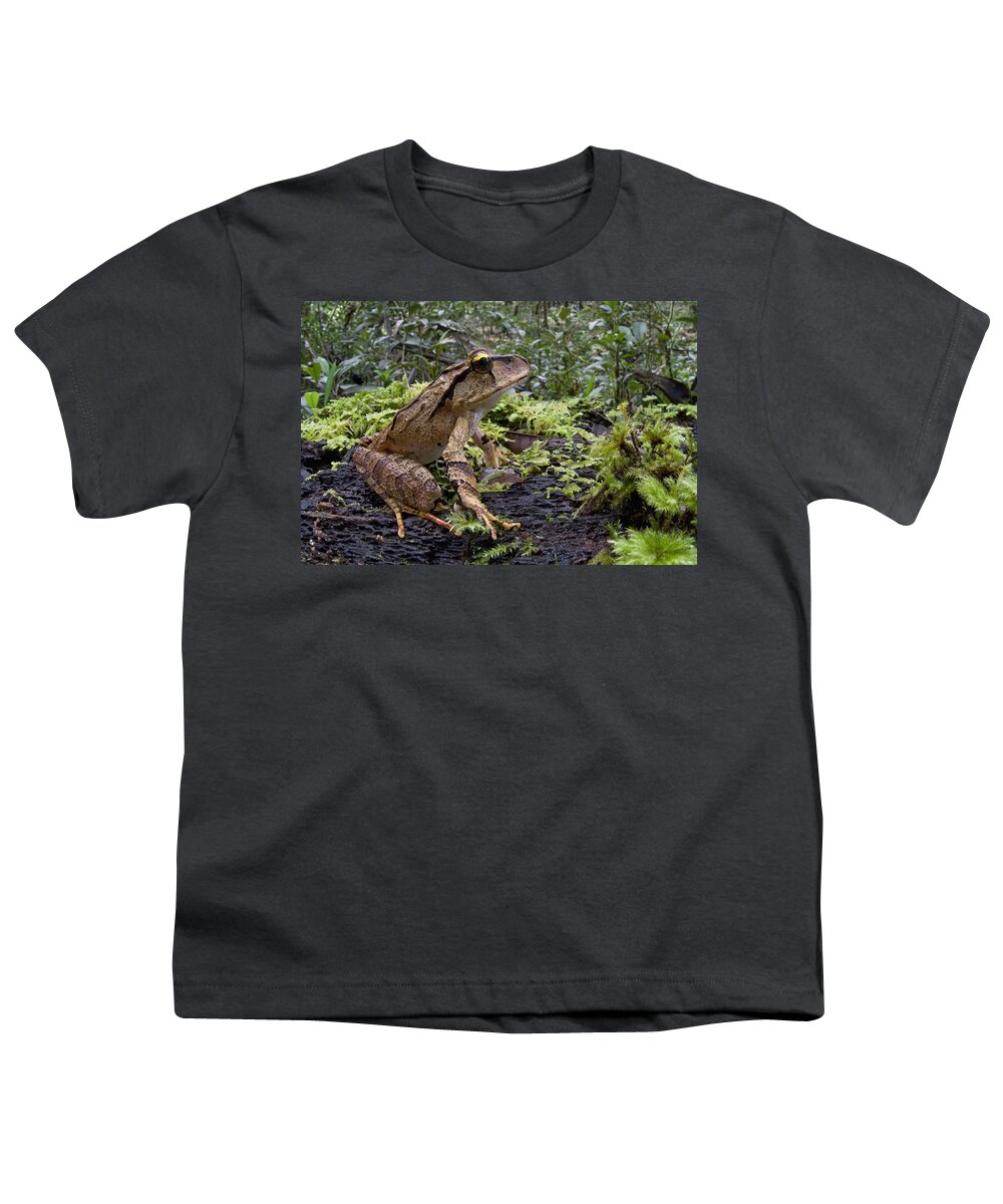 00477042 Youth T-Shirt featuring the photograph Australian Ground Frog Papua New Guinea by Piotr Naskrecki