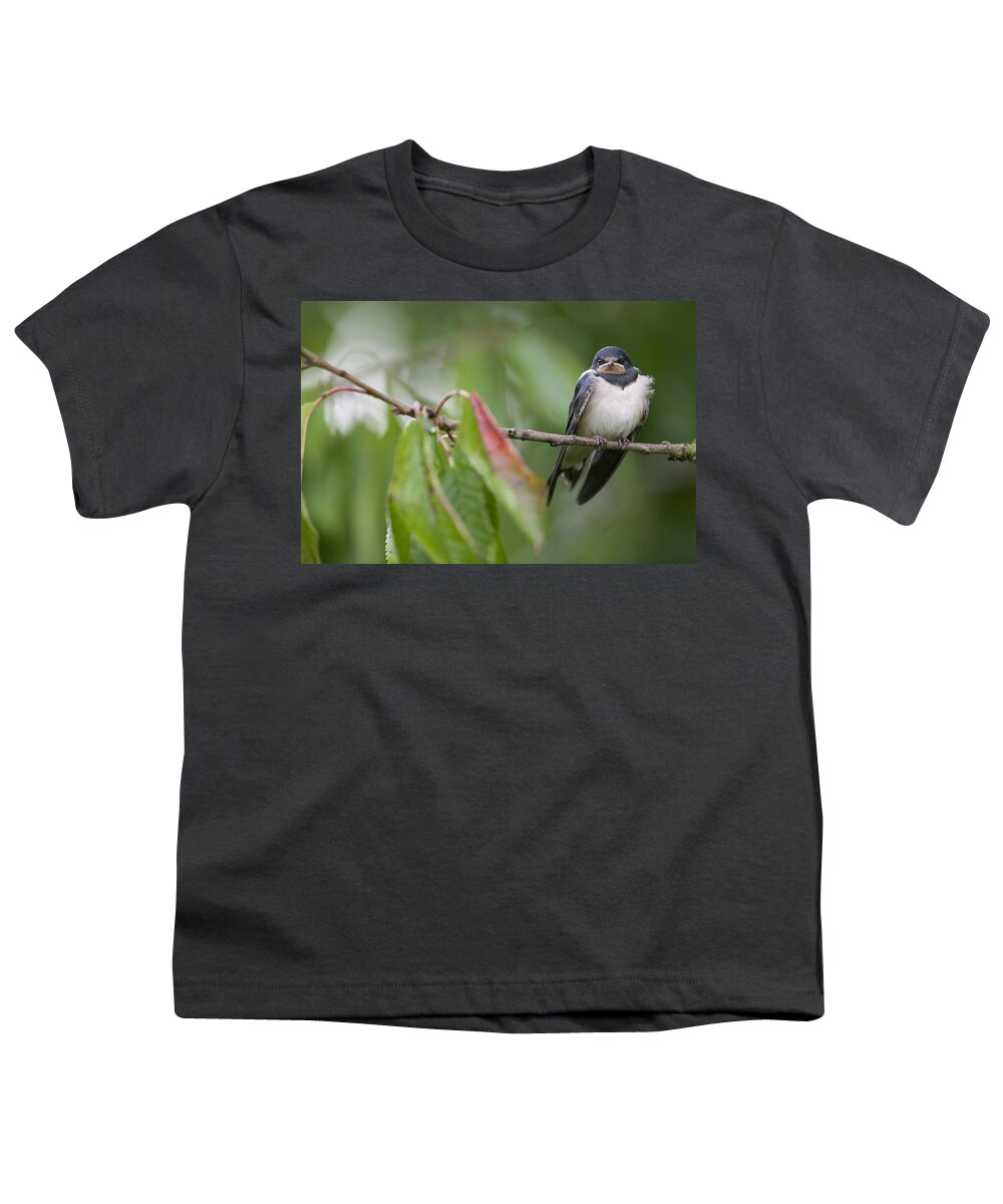 Mp Youth T-Shirt featuring the photograph Barn Swallow Hirundo Rustica Fledgling by Cyril Ruoso