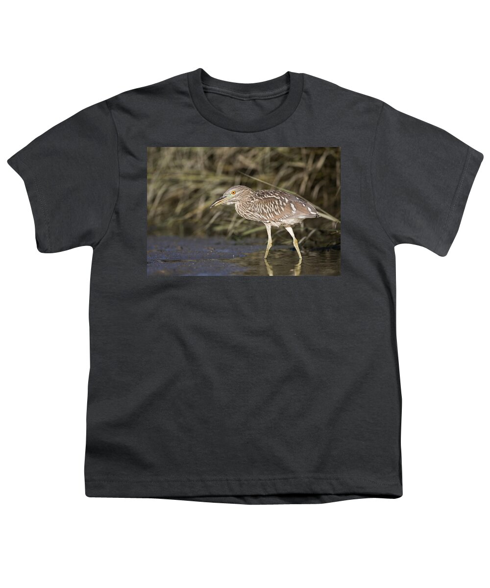 00448427 Youth T-Shirt featuring the photograph Black Crowned Night Heron Juvenile by Sebastian Kennerknecht