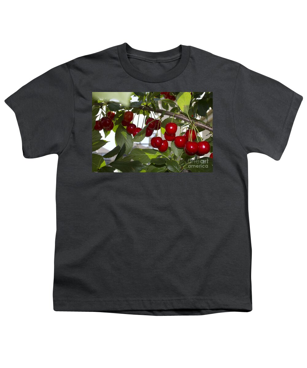 Landscape Youth T-Shirt featuring the photograph Evans Sour Cherries by Donna L Munro