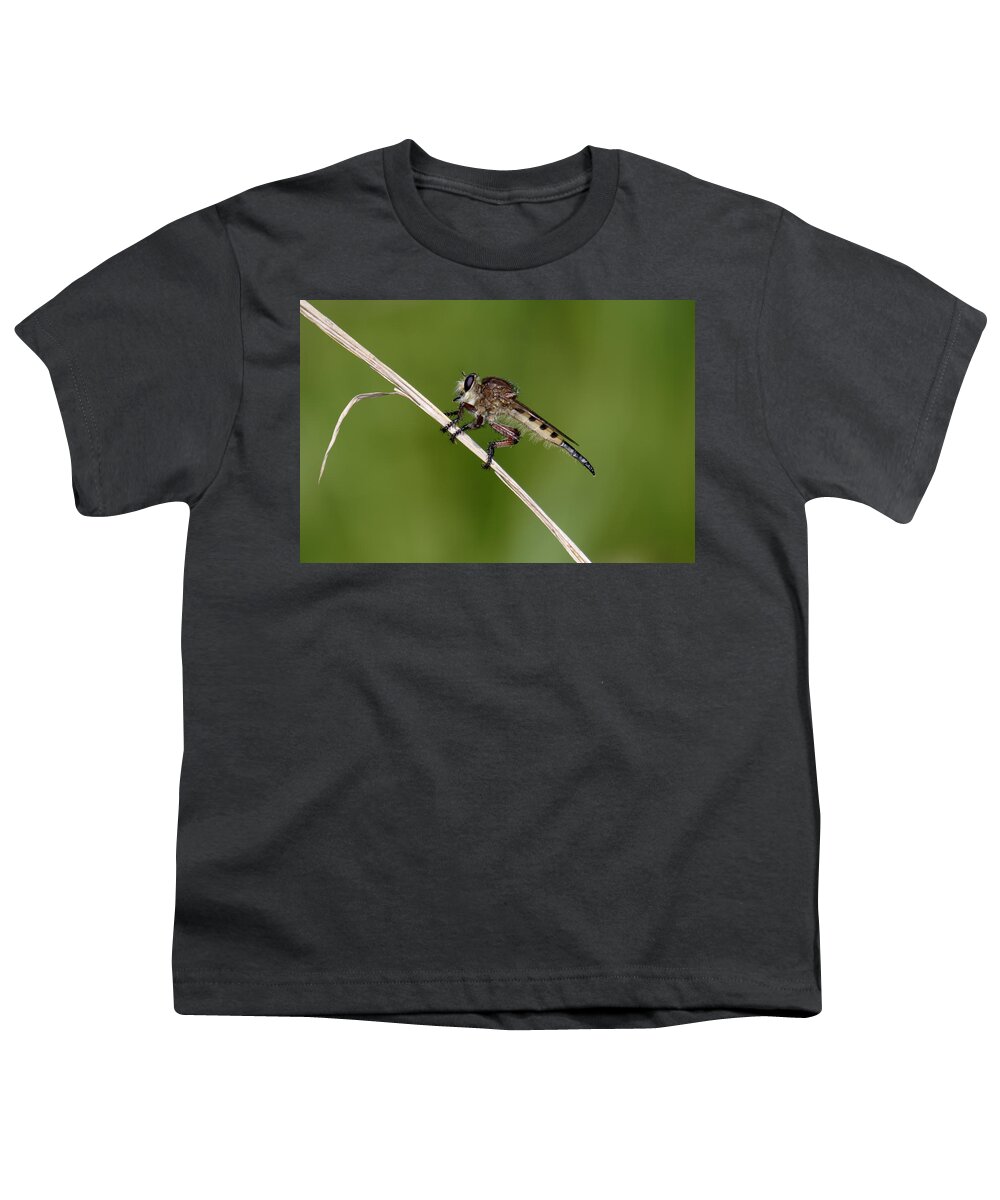Nature Youth T-Shirt featuring the photograph Giant Robber Fly - Promachus hinei by Daniel Reed