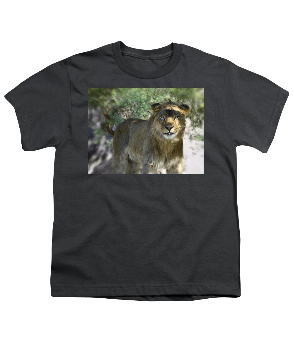 African Lion Youth T-Shirt featuring the photograph Just Smile by Saija Lehtonen