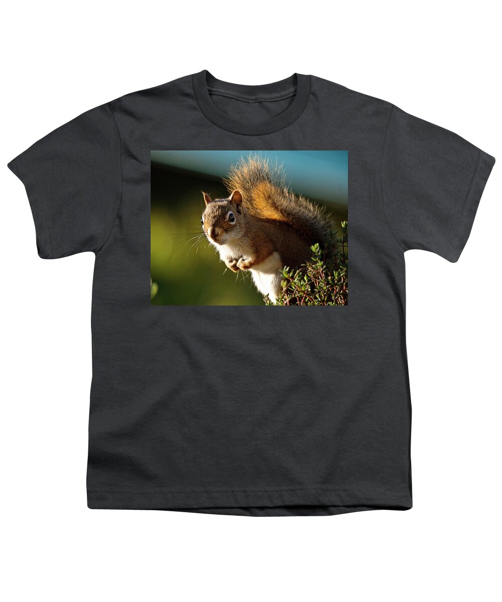 Squirrel Youth T-Shirt featuring the photograph Little Red by Sue Capuano