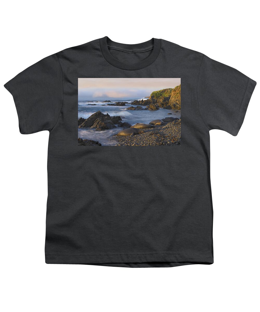 00175284 Youth T-Shirt featuring the photograph Northern Elephant Seal Group Resting by Tim Fitzharris