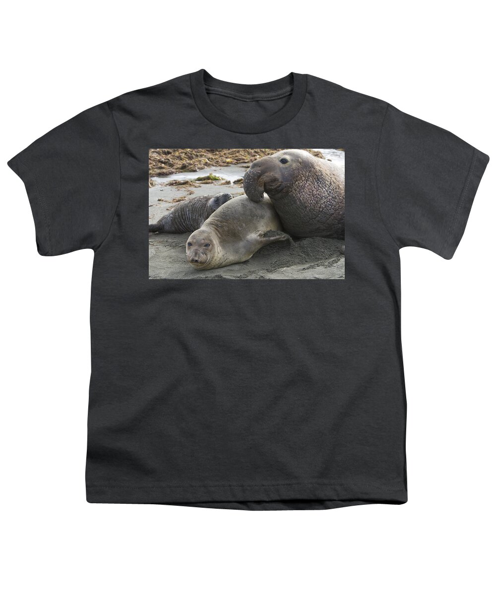00429894 Youth T-Shirt featuring the photograph Northern Elephant Seal Male Attempting by Suzi Eszterhas