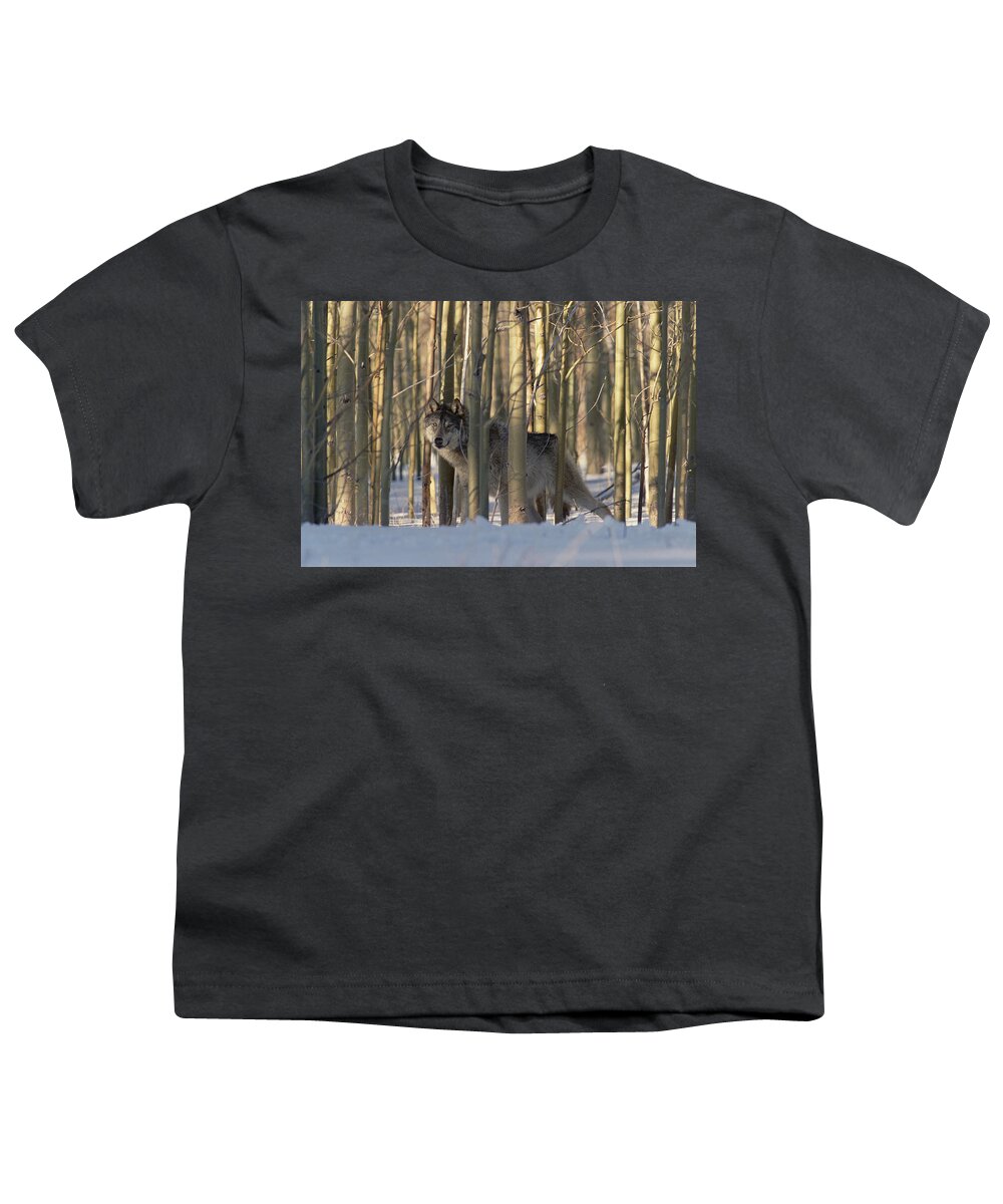 Mp Youth T-Shirt featuring the photograph Timber Wolf Canis Lupus Camouflaged by Konrad Wothe