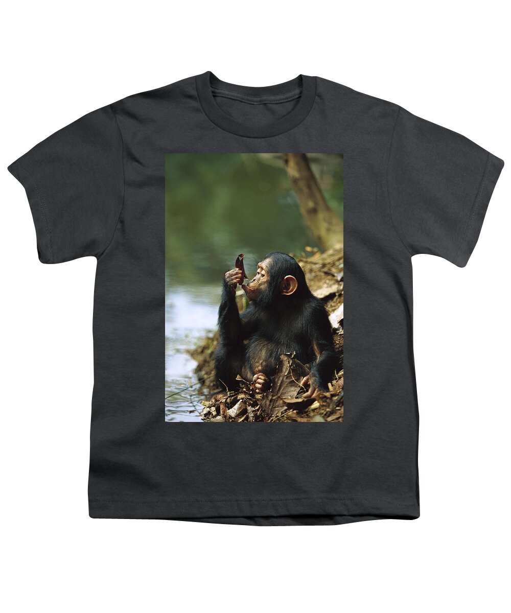 Mp Youth T-Shirt featuring the photograph Young Chimpanzee Using A Leaf to Drink by Cyril Ruoso