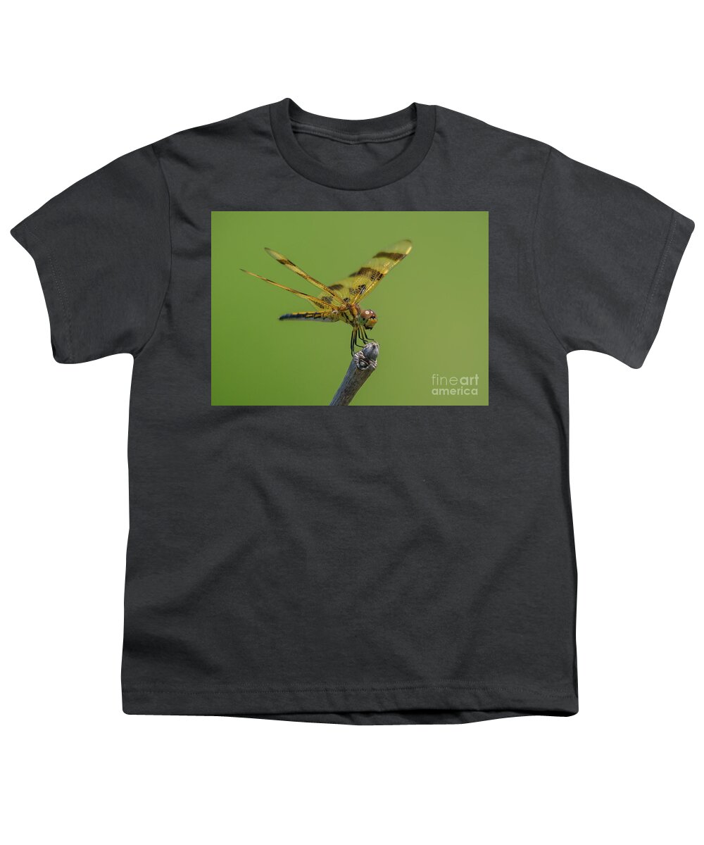 Halloween Pennant Dragonfly Youth T-Shirt featuring the photograph Halloween Pennant #1 by Cheryl Baxter