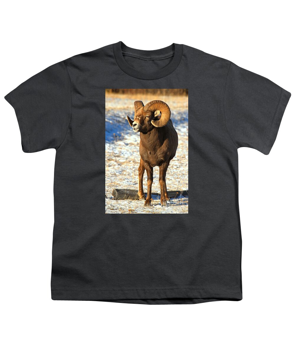 Bighorn Sheep Youth T-Shirt featuring the photograph Jasper Glowing Bighorn #1 by Adam Jewell