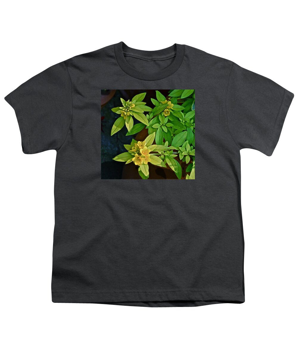 Flowers Youth T-Shirt featuring the photograph 2015 Summer at the Garden Yellow Flowers by Janis Senungetuk