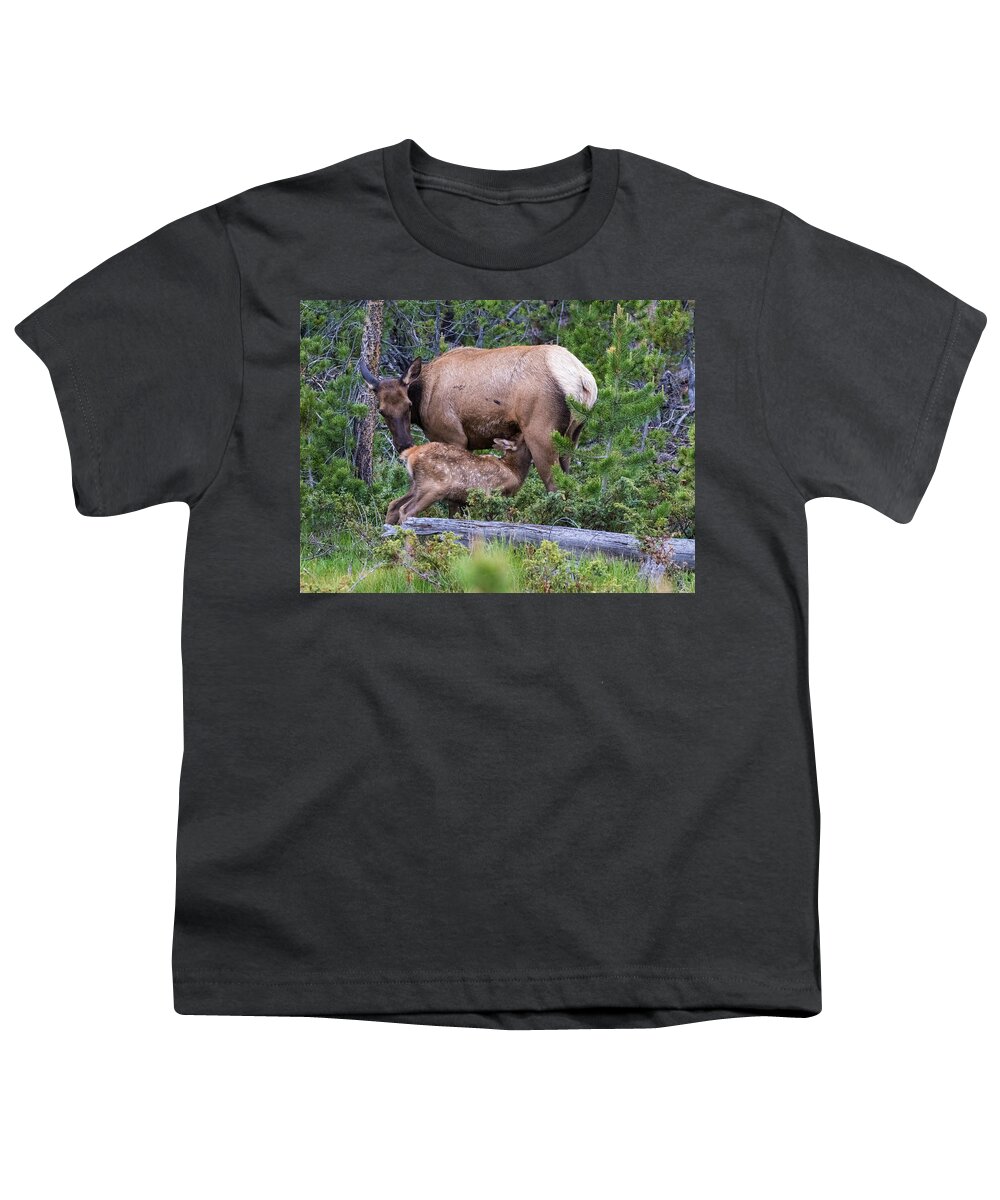 Elk Calf Youth T-Shirt featuring the photograph A Sweet Moment In Time by Mindy Musick King
